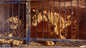 Тигры. 1989 г., х.м.